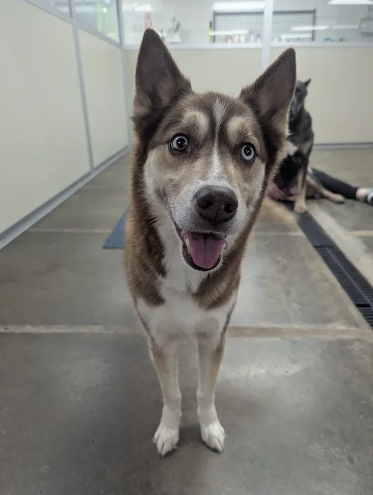 VCA Avondale Veterinary Hospital Picture 8