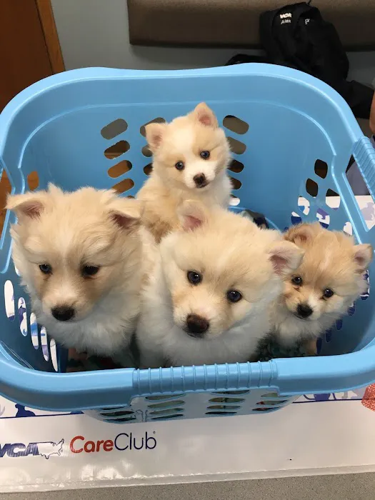 VCA Avondale Veterinary Hospital Picture 7