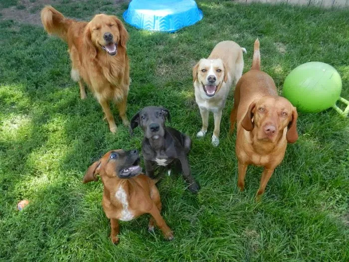 South Des Moines Veterinary Center Picture 5