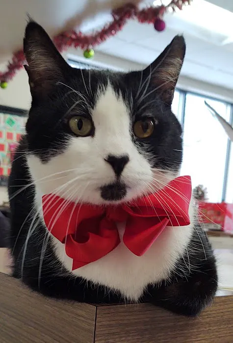 South Des Moines Veterinary Center Picture 1