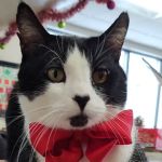 South Des Moines Veterinary Center