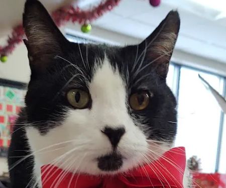 South Des Moines Veterinary Center