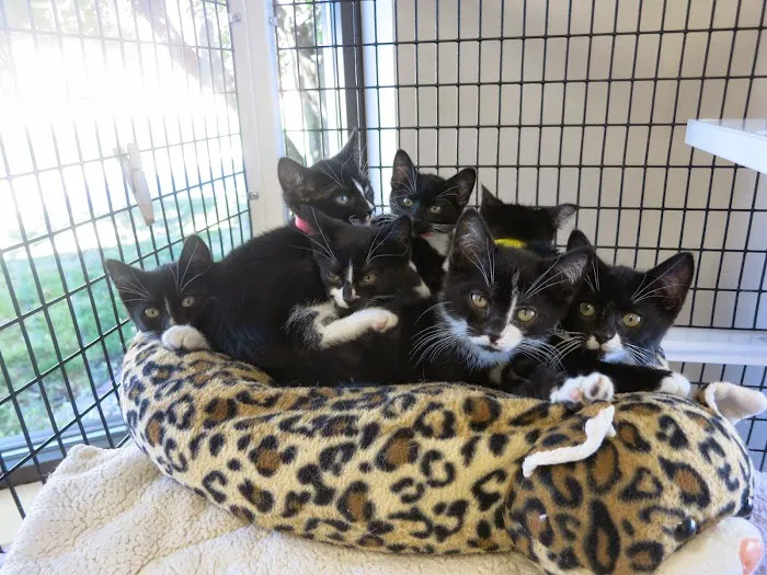 South Des Moines Veterinary Center Picture 6