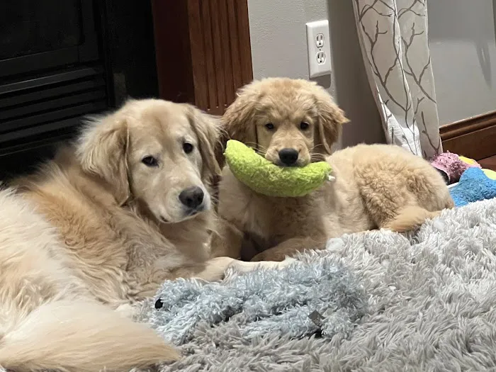 South Des Moines Veterinary Center Picture 10