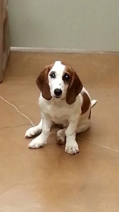 Fleur Pet Hospital Picture 2