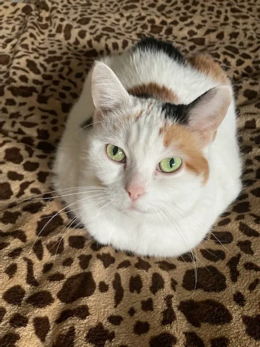 Fleur Pet Hospital Picture 3