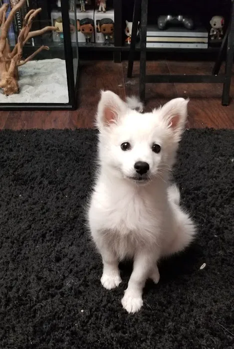 Fleur Pet Hospital Picture 1