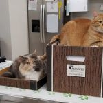 Indianola Veterinary Clinic