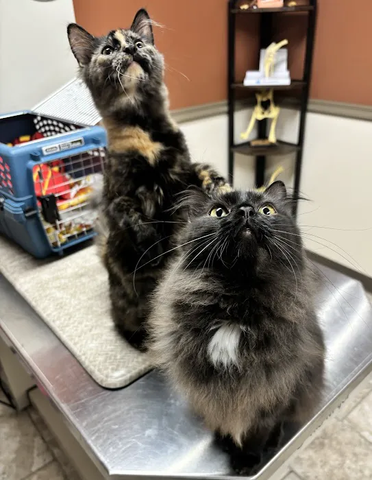 Sullivan Family Pet Hospital Picture 3