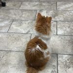 Sullivan Family Pet Hospital