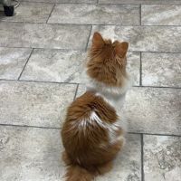 Sullivan Family Pet Hospital ico