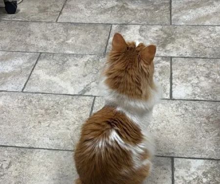 Sullivan Family Pet Hospital