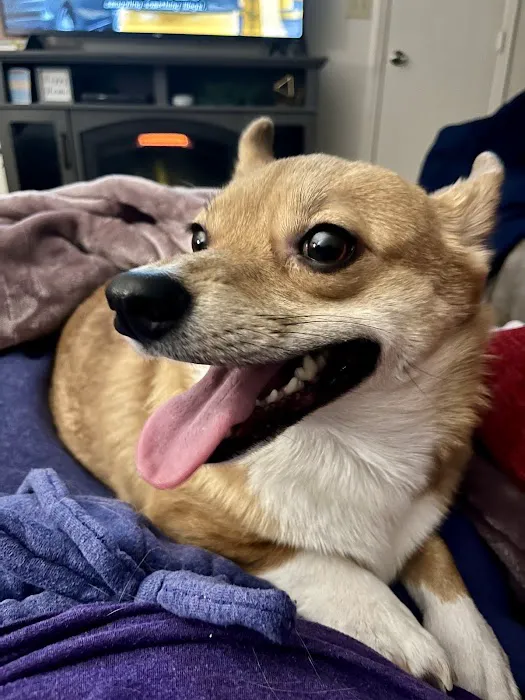 Sullivan Family Pet Hospital Picture 9