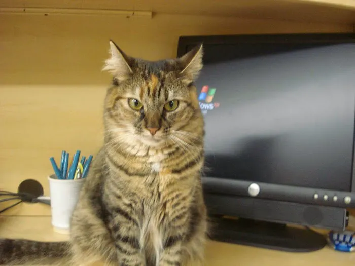 Rush Animal Care Clinic P.C. Picture 7