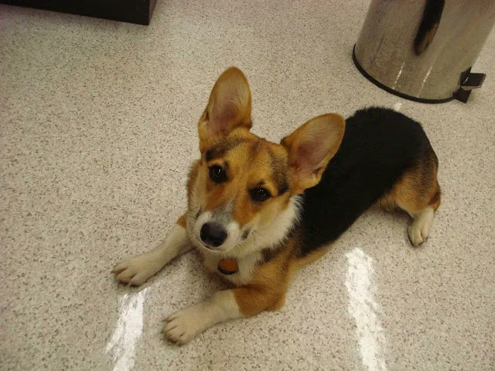 Rush Animal Care Clinic P.C. Picture 8