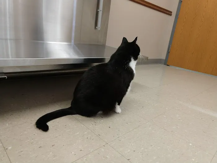 Village Veterinary Hospital Picture 4