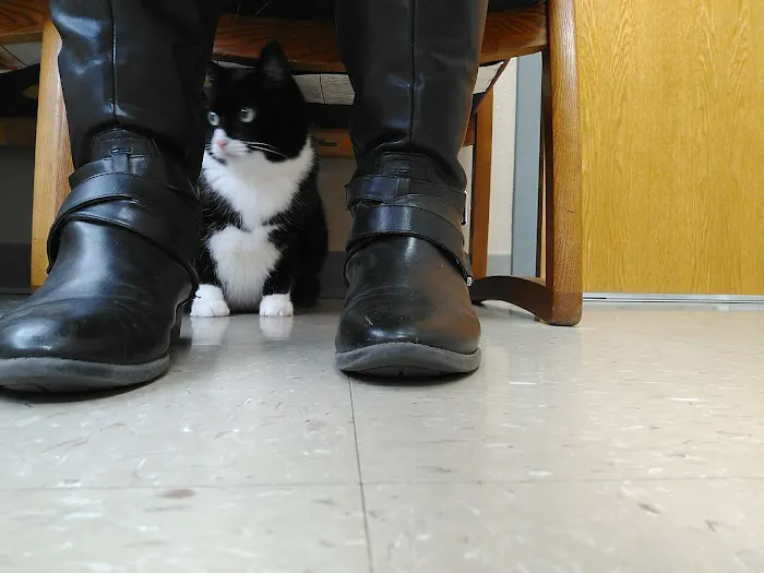 Village Veterinary Hospital Picture 1