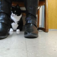 Village Veterinary Hospital ico