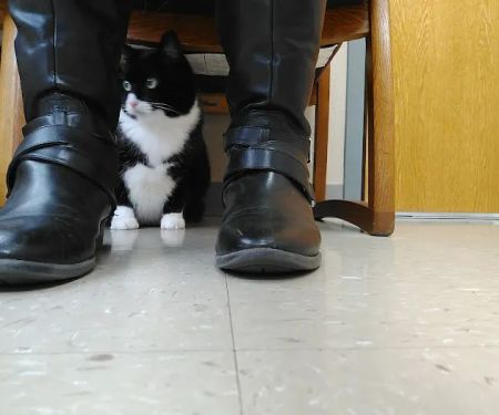 Village Veterinary Hospital