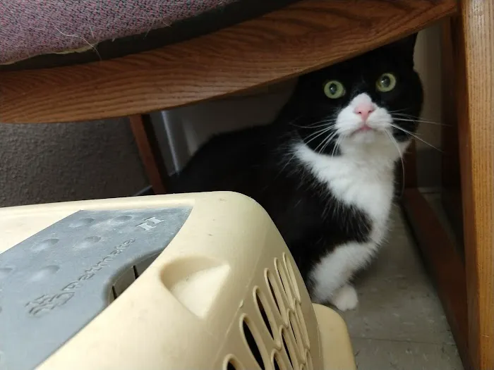 Village Veterinary Hospital Picture 2