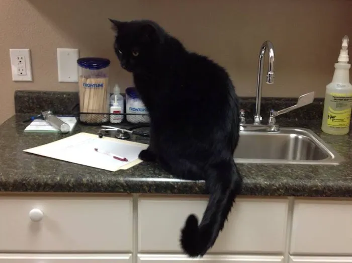 Village Veterinary Hospital Picture 7