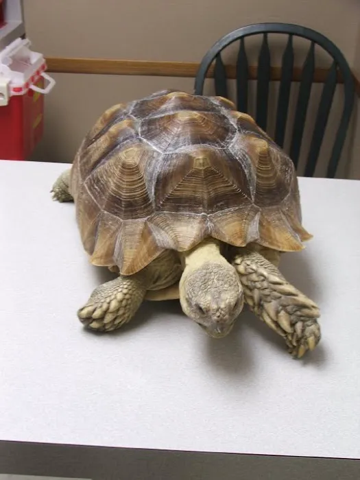 Village Veterinary Hospital Picture 8