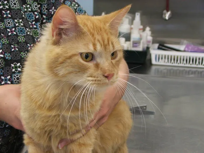 Village Veterinary Hospital Picture 9