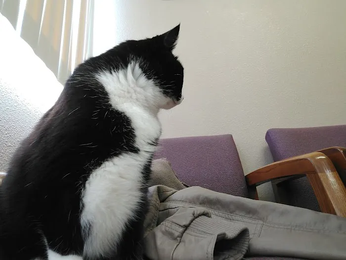 Village Veterinary Hospital Picture 5