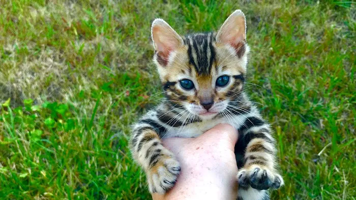 Iowa Kurimski Bengals Picture 1