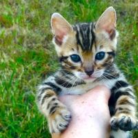 Iowa Kurimski Bengals ico