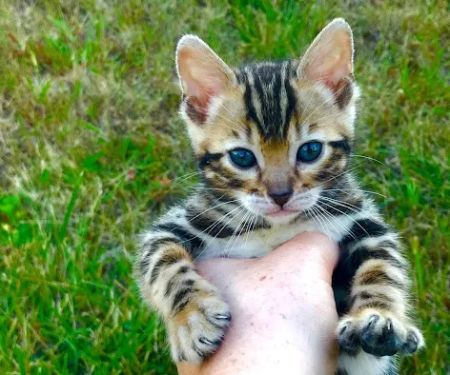 Iowa Kurimski Bengals