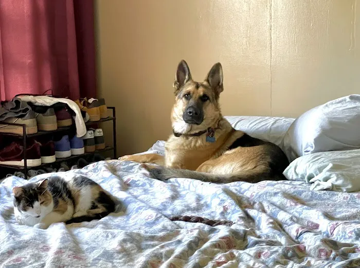 Bay East Animal Hospital Picture 5