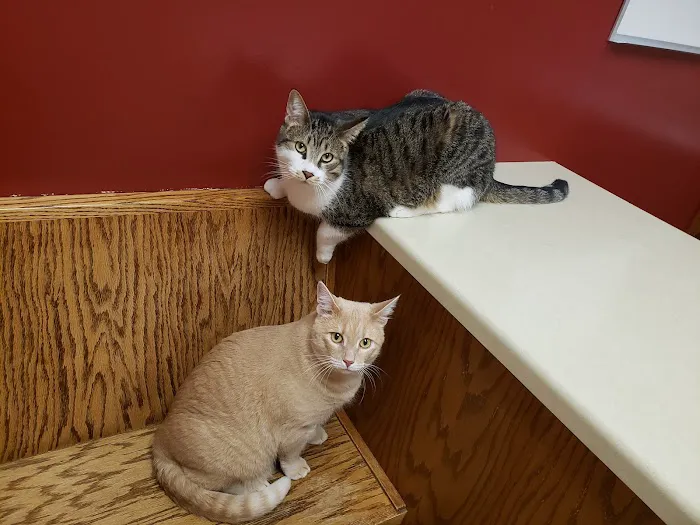 Bay East Animal Hospital: Zellmer Kirsten E DVM Picture 1