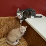 Bay East Animal Hospital: Zellmer Kirsten E DVM