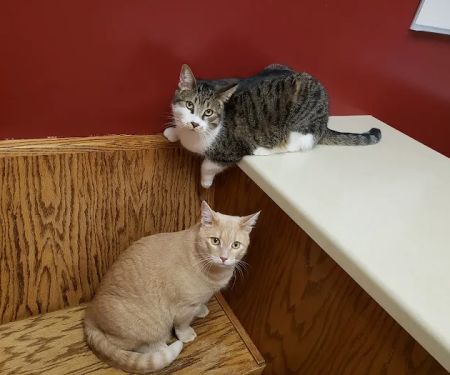 Bay East Animal Hospital: Zellmer Kirsten E DVM