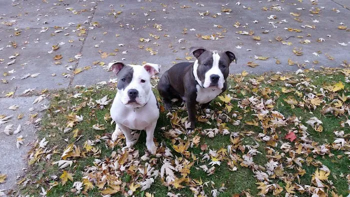 Paws & Co Clinics Picture 3