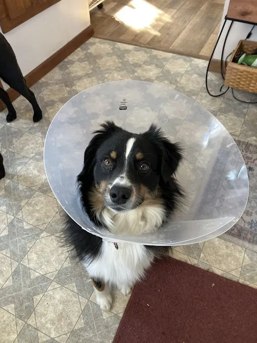 Paws & Co Clinics Picture 1