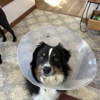 Paws & Co Clinics ico