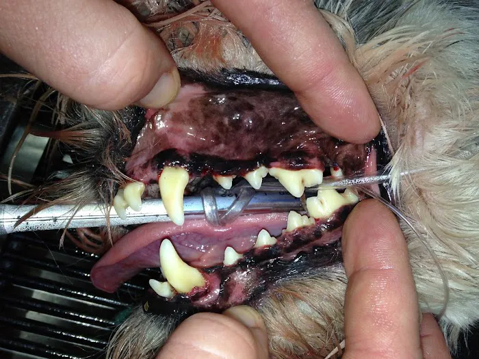 Paws & Co Clinics Picture 9