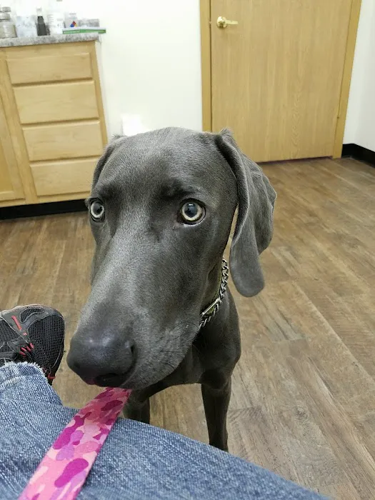 Paws & Co Clinics Picture 7