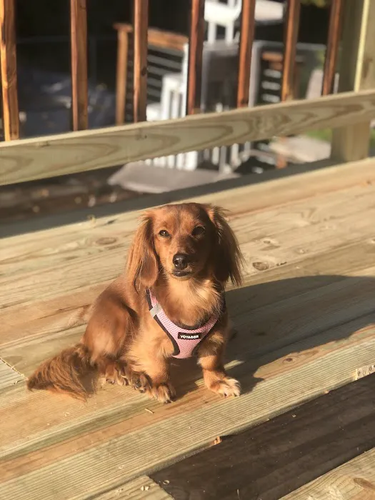 Paws & Co Clinics Picture 5