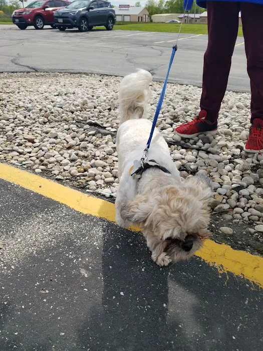 Paws & Co Vaccine Clinic Picture 2