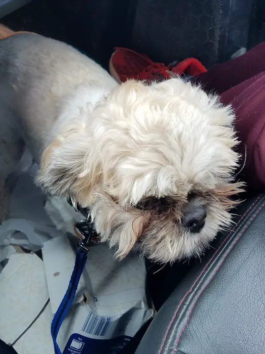 Paws & Co Vaccine Clinic Picture 1