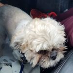 Paws & Co Vaccine Clinic