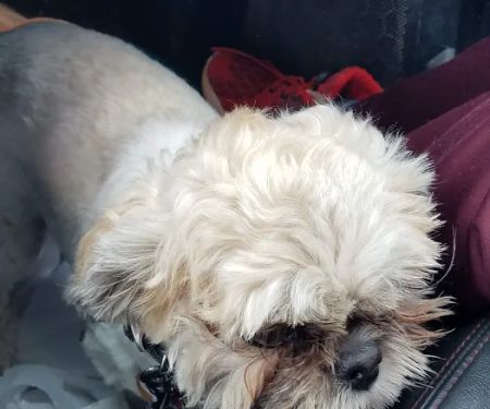 Paws & Co Vaccine Clinic