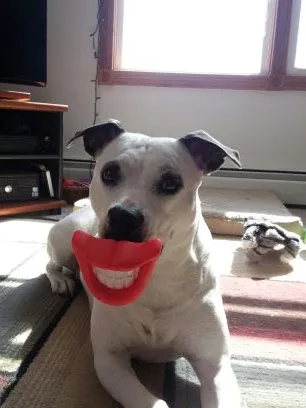 Derrig, Lark DVM Picture 1