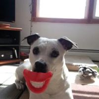 Derrig, Lark DVM ico