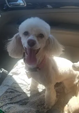 Dr James Ross Schilling Picture 1