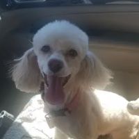 Dr James Ross Schilling ico