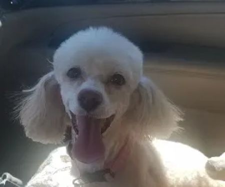 Dr James Ross Schilling